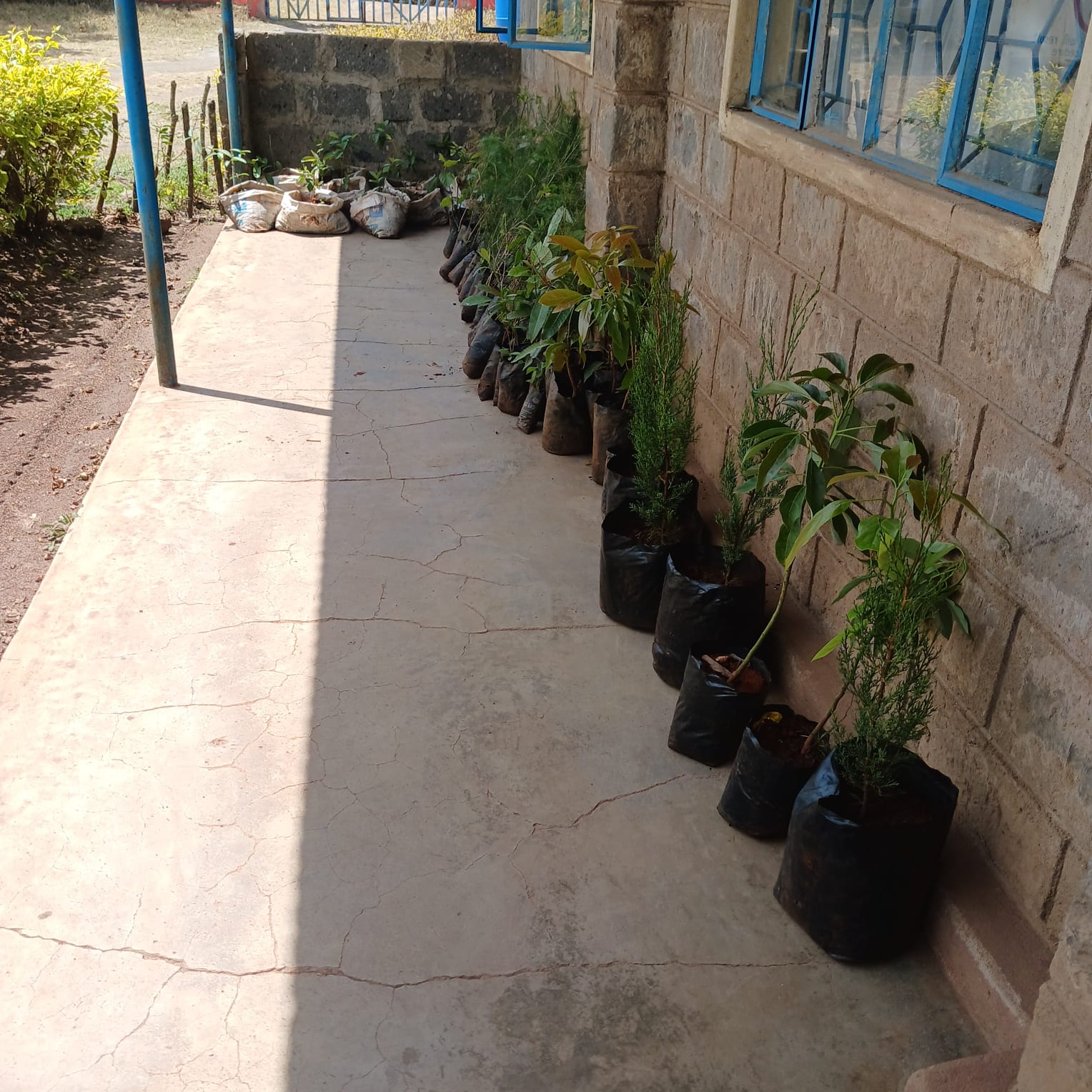 Seedlings delivery